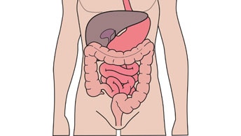 Verdauungssystem und Harnsystem